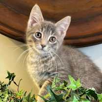 Thumbnail photo of Asher #1