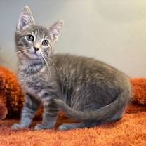 Thumbnail photo of Asher #2