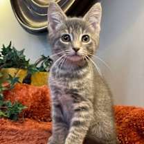 Thumbnail photo of Asher #3