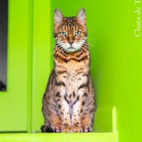 Thumbnail photo of Maverick “Mav” #1