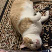 Thumbnail photo of Charlie #1