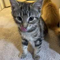 Thumbnail photo of Cranberry #1