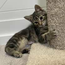 Thumbnail photo of Cranberry #3