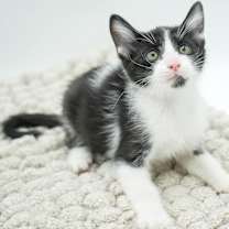 Thumbnail photo of Roo #2