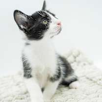 Thumbnail photo of Roo #3