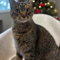 Thumbnail photo of Nutella #1