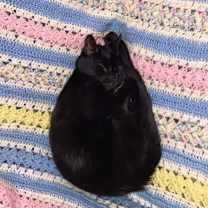 Thumbnail photo of Abe #3