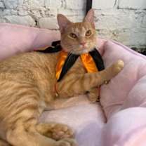 Thumbnail photo of 85843a Lilith-Pounce Cat Cafe #2