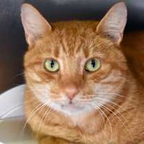 Thumbnail photo of Reingo #1