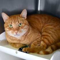 Thumbnail photo of Reingo #2