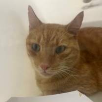 Thumbnail photo of Reingo #3