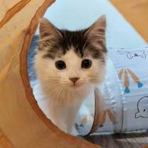 Thumbnail photo of Gus #2