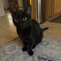 Thumbnail photo of Reese #1