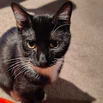 Thumbnail photo of Cletus Sylvester Felix #2