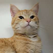 Thumbnail photo of Winterberry #1