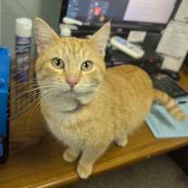 Thumbnail photo of Winterberry #2