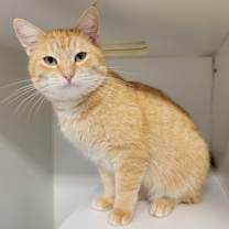 Thumbnail photo of Winterberry #3