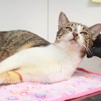 Thumbnail photo of Amina #1