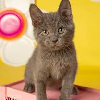 Thumbnail photo of Ophelia #3