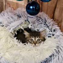 Thumbnail photo of Grilled Cheese #3