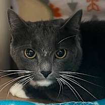 Thumbnail photo of Sherbert #2