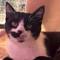 Thumbnail photo of Monkey #1