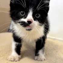 Thumbnail photo of Monkey #2