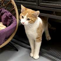 Thumbnail photo of NOODLE #2