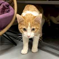 Thumbnail photo of NOODLE #3