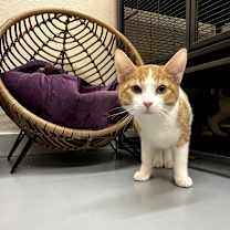 Thumbnail photo of NOODLE #4