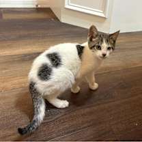 Thumbnail photo of Potato #2