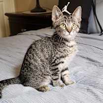 Thumbnail photo of Nutty Boi #1