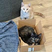 Thumbnail photo of June & Johnny - We're a Bonded Pair! #1