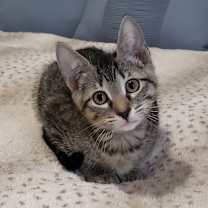 Thumbnail photo of Amaretto Crunch #2