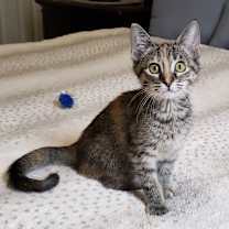 Thumbnail photo of Amarena #3