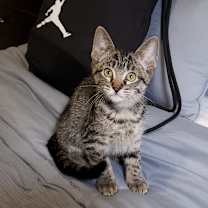 Thumbnail photo of Nutty Boi #3