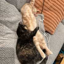 Thumbnail photo of June & Johnny - We're a Bonded Pair! #4