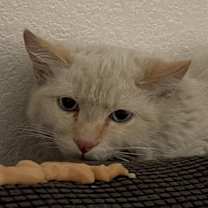 Thumbnail photo of Ivan #2