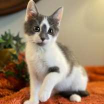 Thumbnail photo of Stattie #2