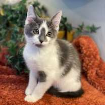 Thumbnail photo of Stattie #4