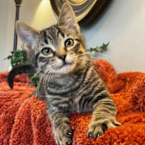 Thumbnail photo of Bronson #1