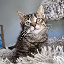 Thumbnail photo of Bronson #2