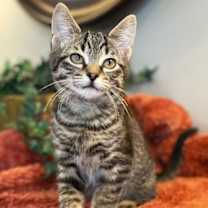 Thumbnail photo of Bronson #3