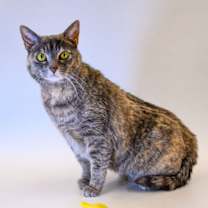 Thumbnail photo of Millie #2