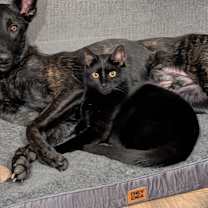 Thumbnail photo of Wasabi #4