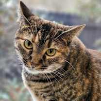 Thumbnail photo of Lucy #3