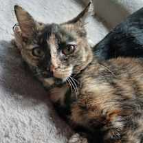 Thumbnail photo of Kahlua #1