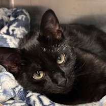 Thumbnail photo of LL Ghoul-J #2