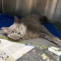 Thumbnail photo of Macduff #1