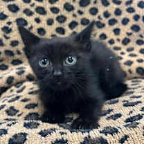 Thumbnail photo of Rosemary #1